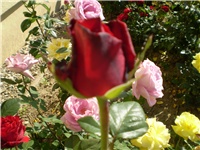 d9ff144b-Picture 2209.jpg